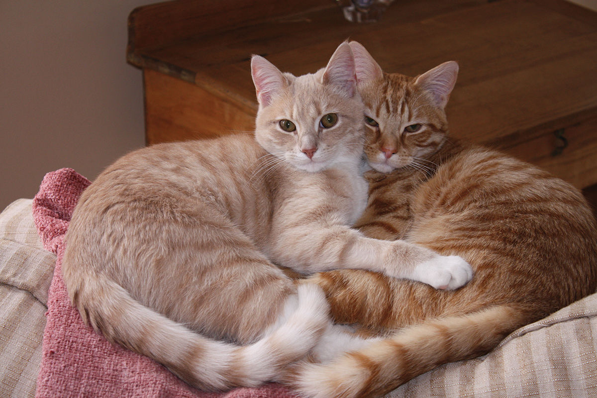 Pippa & Harlow